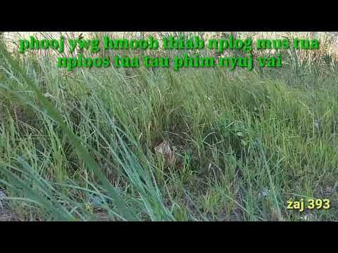 Phooj ywg hmoob thiab nplog mus tua nploos tua tau phim nyuj vai 4/21/2019