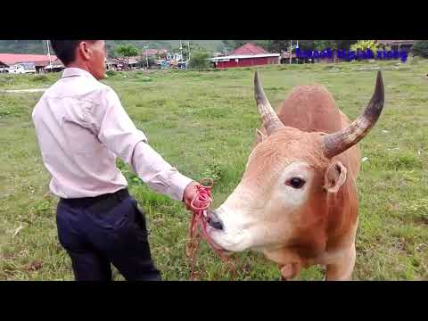 Cig saib hmoob cov nyuj cab tuaj sib nraus nyob hauv na qhuab moos mauj 10/ 5 /2019