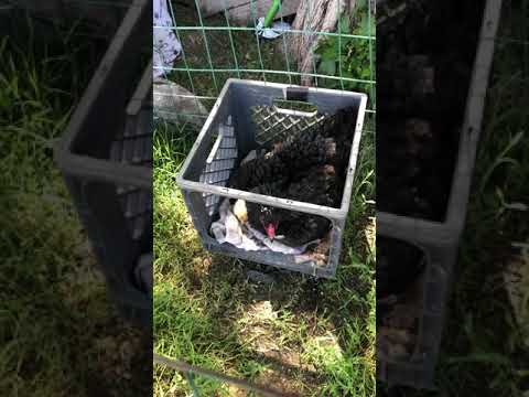 Hmong Brothers Qaib Ej. Another batch of Diablo chicks on the way for 2019.