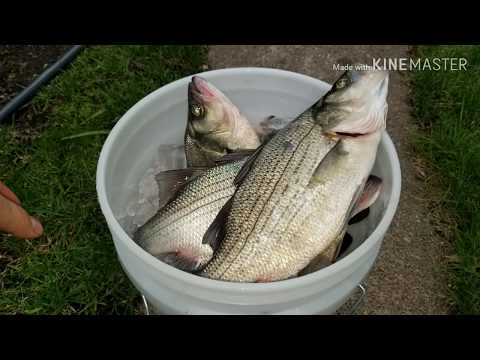 Hmong Free Fishing SD 5/18/2019 (waubay)