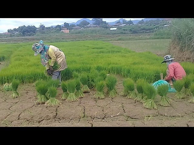 Saib hmoob lo tsua ua liaj 2019