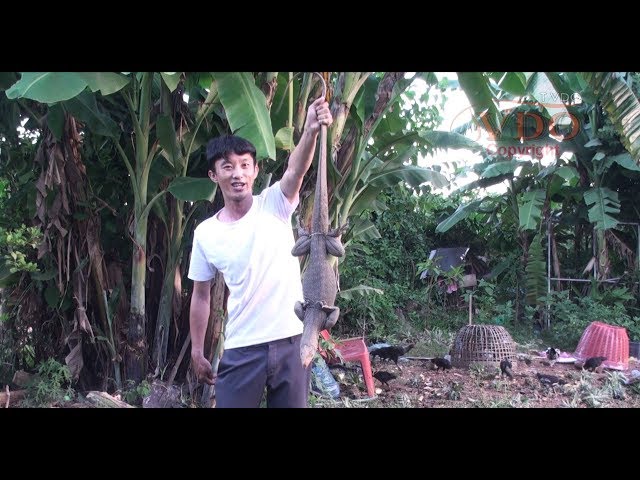 Natural life Bao Hmong eating a lizard/Tub Hmoob Noj nab qa/ບ່າວມົ້ງກິນໂຕແລນ/บ่าวม้งกีนตัวแลน
