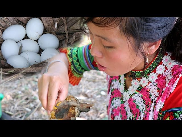 Survival Skills Hmong –  Find natural food to meet chicken eggs and boil them to eat kittens