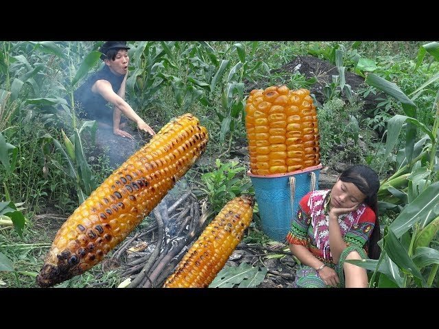 Survial Slkills Hmong –  Primitive life Finding natural food meets corn eating delicious
