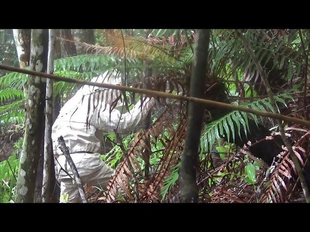 hmoob ua dai khawb daiv nruab hnub thiaj plev aub