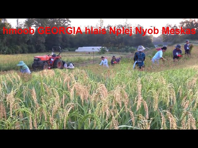 Hmong in Georgia Rice FIeld/hmoob hlais nplej nyob meskas qab teb 2019 P1