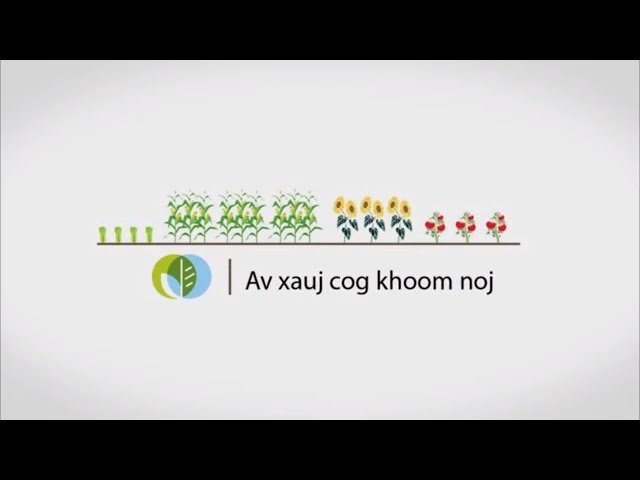 Av xauj cog khoom noj (Hmong Garden Lease Program)