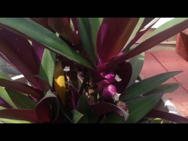 Hmoob Qhia Tshuaj ntsuab:(Tshuaj muaj hmoo)-Niam Nraj xeeb Lis,MN.