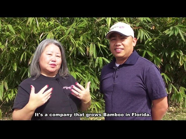 Hmong Grow Bamboo in Florida