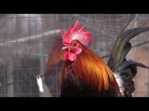 Hmong Live In The Northern USA Chicken Farm/hmoob meskas yug Qaib 2020