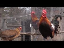 hmong chicken farm in the USA/hmoob meskas yug qaib April 20,2020