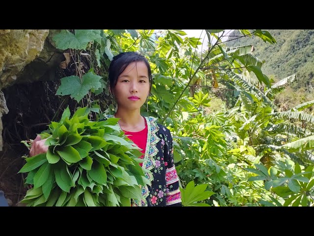 De nplooj qos ntoo hau noj- hmong toj siab li zaub ntsuab 05/02/1010