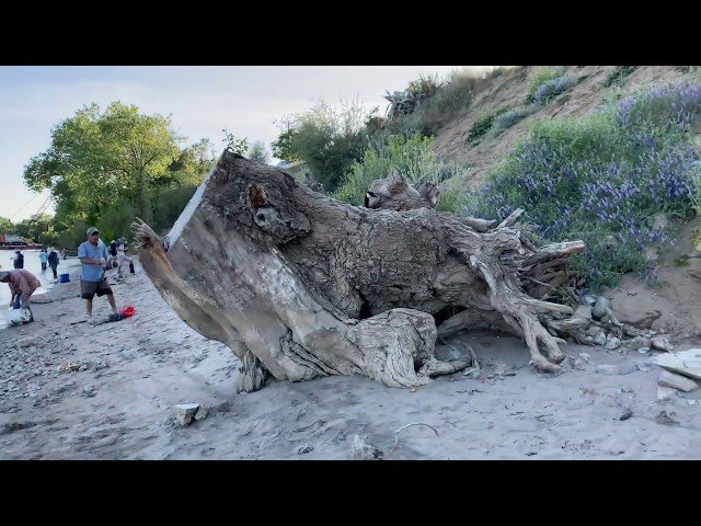 Hmong Sacramento fishing (shaq,Sac River 5/7/2020)