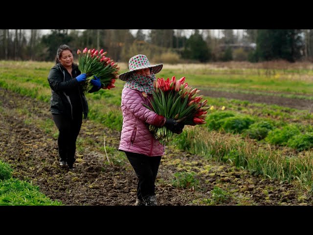 With Pike Place closed, Hmong flower farmers cultivate resilience