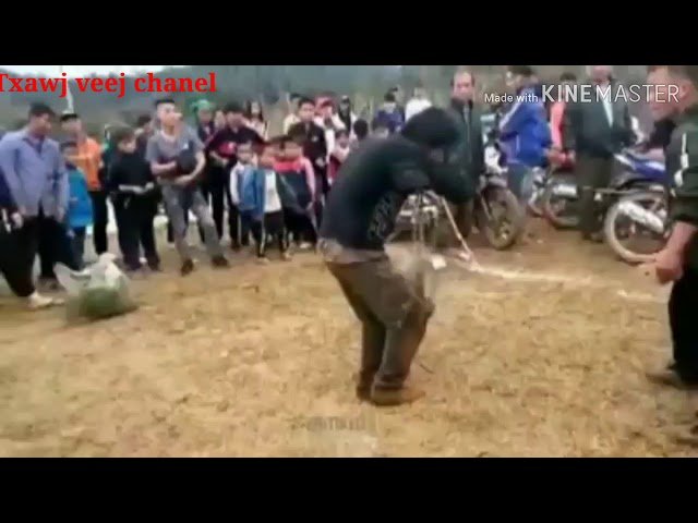 Ua tsaug rau kwv tij hmoob Hlub tug tub sab nyiag zaub 2020