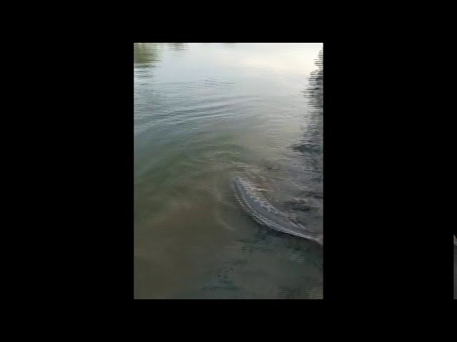 Hmong meka fishing for stripper and sturgeon- 2020