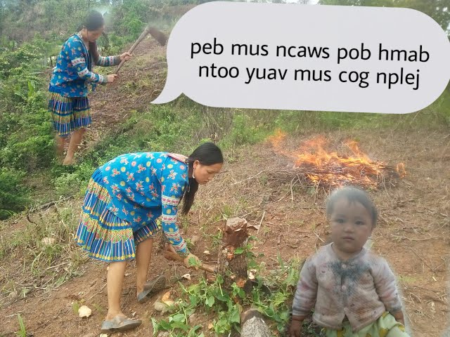 Hmong mus ncaws pob hmab pob ntoos yuav cog nplej