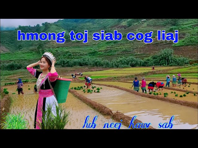 Vam Ham Hmong࿐༻