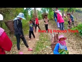 Hmong Live In Northern Thailand/Hmoob Thaib Kev Khwv 5/13/2020