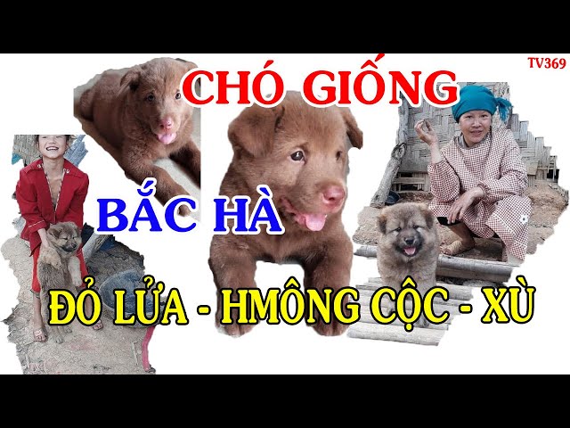 Chó GIỐNG Bắc Hà l Đỏ lửa l Hmong cộc l Xù tít mù l dog breed l pet dog l TV 369