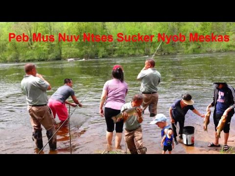 Hmong Sucker Fishing/mus nuv ntses Sucker nyob mekas