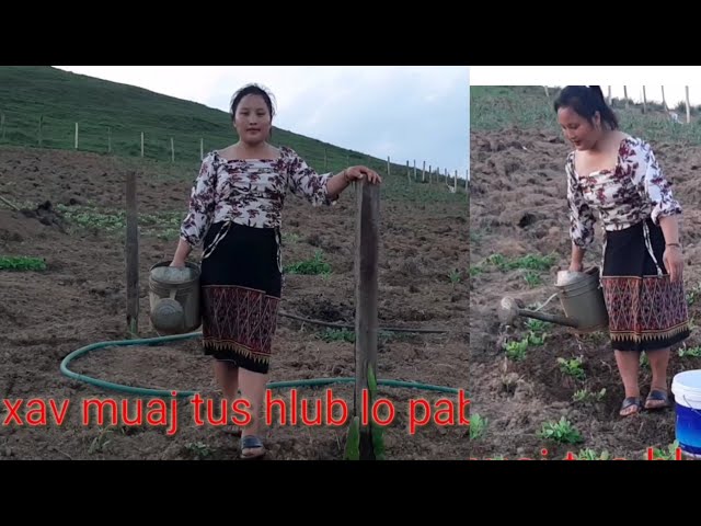 Saib hlua nkauj hmoob mu ywg zaub os