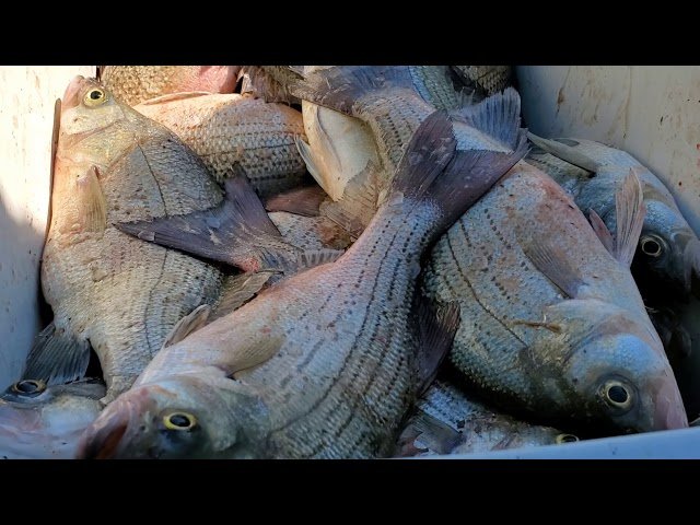 Hmong South Dakota fishing 2020