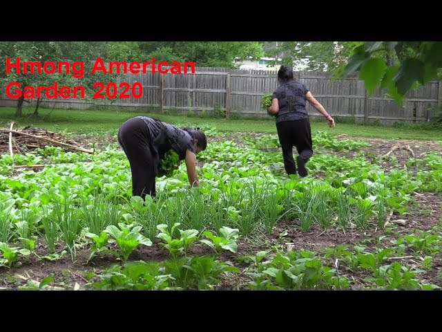 Hmong American Garden/ua teb noj nyob meskas 2020