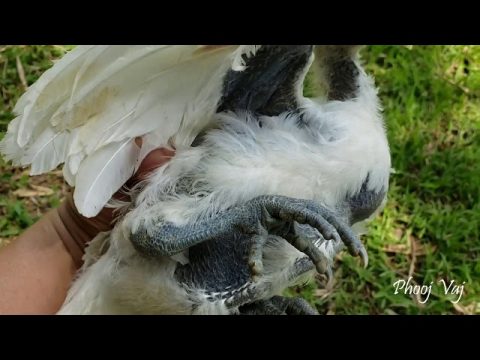 Qaib Dawb Qaib Hmoob - White Hmong Chicken