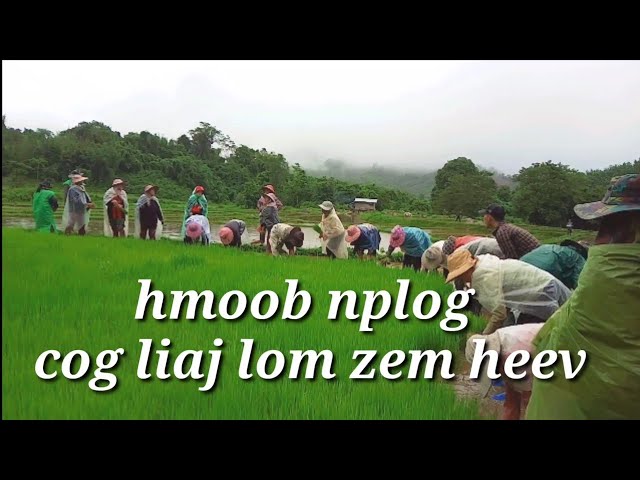 Hmoob nplog cog liaj lom zem heev