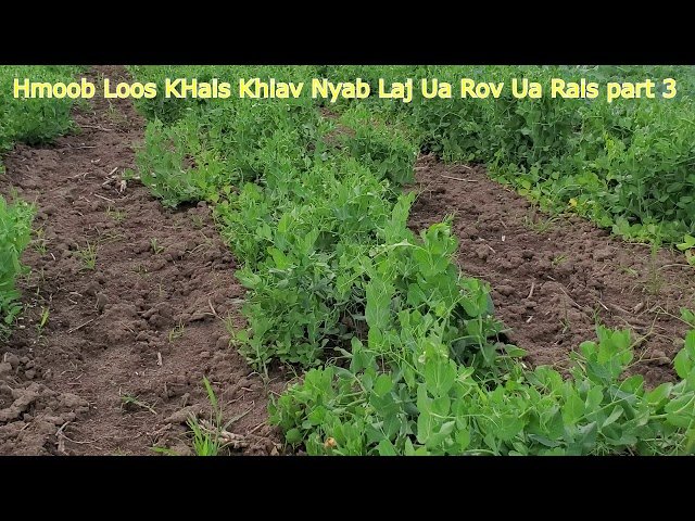 Hmoob Loos Khais Khiav Nyab Laj Ua Rov Ua Rais Part 3    6/20/2020