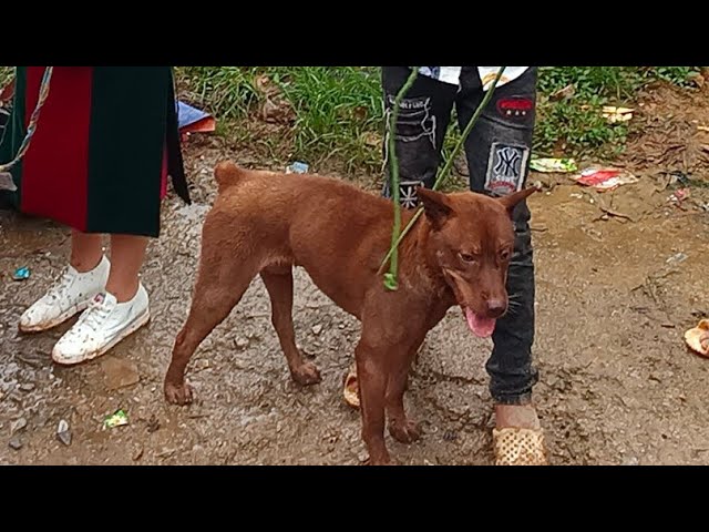 Con chó hmong cọc đỏ lửa bán với giá 9 triệu mà ai cũng hốt hoảng |  The dog costs 1,000 dollars