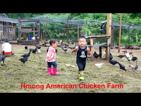 Hmong American Chicken Farm/hmoob meskas tu qaib coob kawg