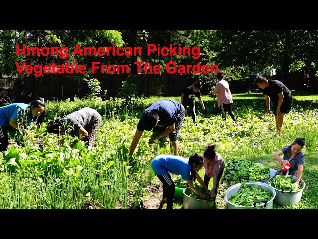 Hmong American Picking Vegetable From The Garden/hmoob meskas De Zaub