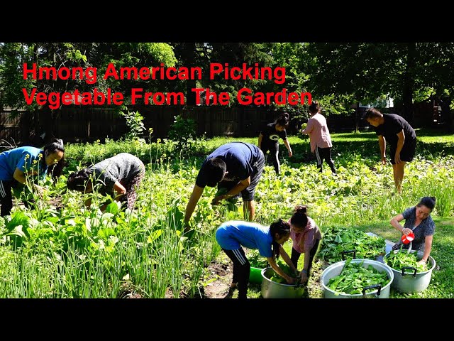 Hmong American Picking Vegetable From The Garden/hmoob meskas De Zaub