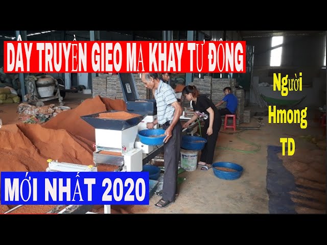Dây truyền gieo mạ khay tự động mới nhất 2020|nguoi hmong td