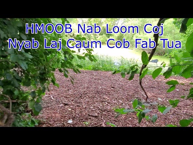 HMOOB Nab Loom Coj Nyab Laj Caum COBFAB Tua