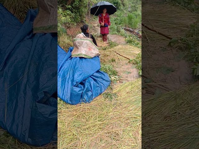Hmong nyab laj txoj kev khwv noj – hauj nyob toj siab