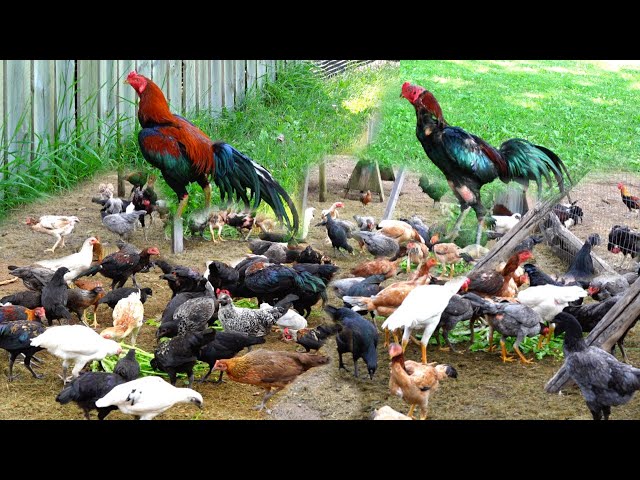 hmong Chicken Farm/Hmoob Tu Qaib Nyob Meskas Coob Heev 2020