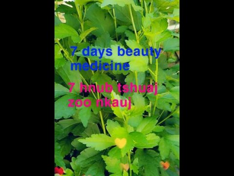 Hmong green beauty medicine #1/Hmoob cov tshuaj ntsuab zoo nkauj #1