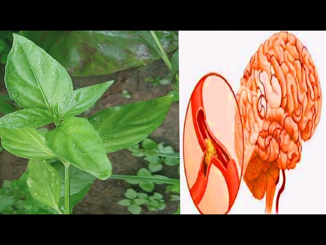 Hmoob tshuaj ntsuab | Tshuaj ntsuab kho mob Plawv Mob Hlwb | POVYANG