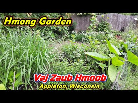 A Typical Hmong Garden - Hmoob Ib Lub Vaj Zaub Zoo Heev!