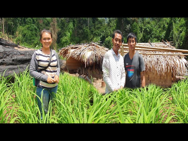 Coj nej mu saib hmoob nab am cov nplej mas zoo thiab tsi fab lis