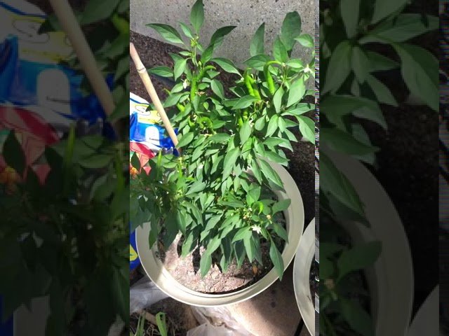 Hmong pepper Anna Vang