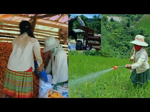 LIFE AGRICULTURE HMONG IN VIETNAM #104, 7/2020
