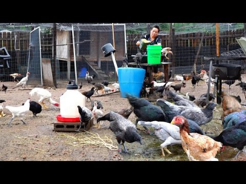 Hmong American Chicken Farm/Mus Pub Qaib Mas los Nag Loj Heev