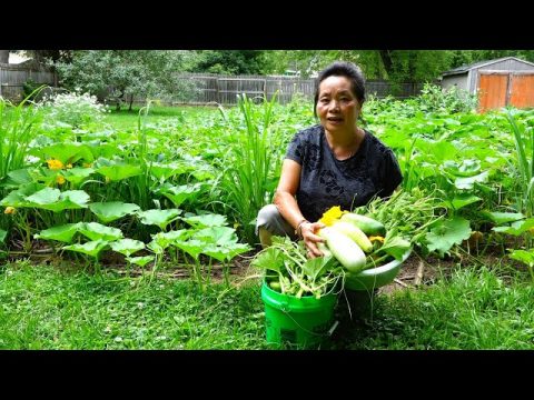Hmong American Garden/Mus de zaub ntsis taub de dib los ua tshais