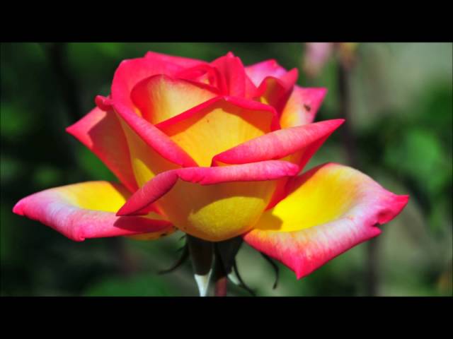 Zoo Sab Sis Ntsib by Nxf Tswv Kawm Yaaj – Hmong Christian Song