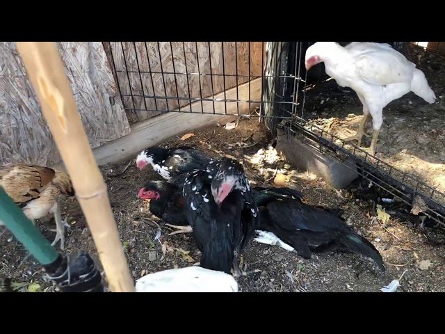 Hmong Brothers Qaib Ej updates.