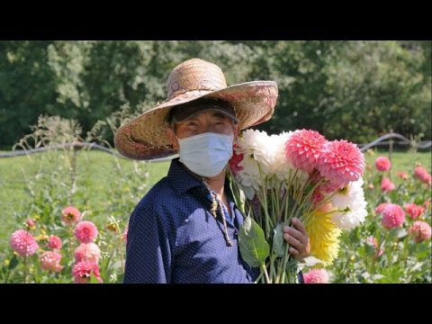 How to help Hmong flower farmers in Western Washington - KING 5 Evening